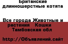 Британские длинношерстные котята - Все города Животные и растения » Кошки   . Тамбовская обл.